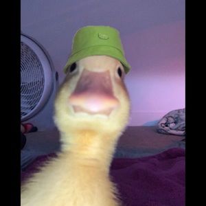 Meet your Posher, Erica